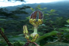 Ceropegia vincifolia